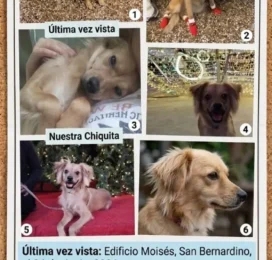 Perro Mestizo perdido en Distrito Capital