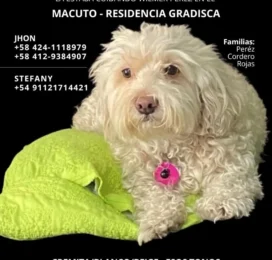 Perro Poodle (Caniche) perdido en La Guaira