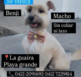 Perro Schnauzer perdido en La Guaira