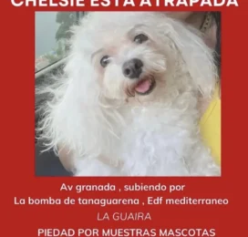 Perro perdido en La Guaira