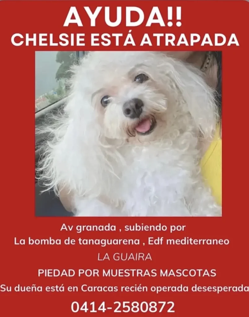 Chelsie