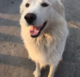 Perro perdido en Distrito Capital