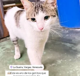 Perro encontrado
