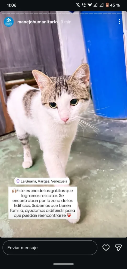 Perro encontrado