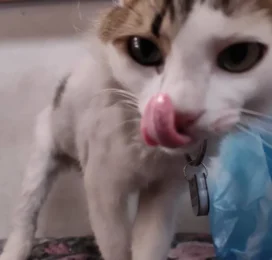 Gato Mestizo perdido en La Guaira