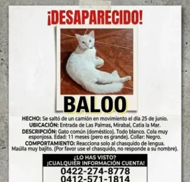 Gato Mestizo perdido en La Guaira