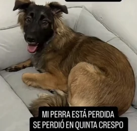 Perro perdido