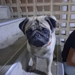 Perro Pug (Carlino) perdido en La Guaira