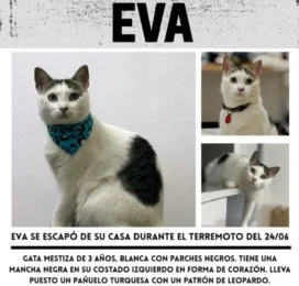 Perro encontrado en Distrito Capital