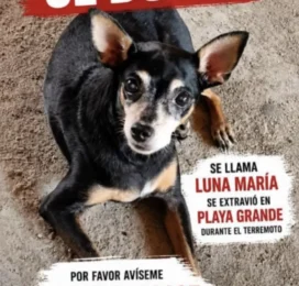 Perro perdido en La Guaira