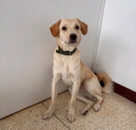 Perro encontrado en La Guaira