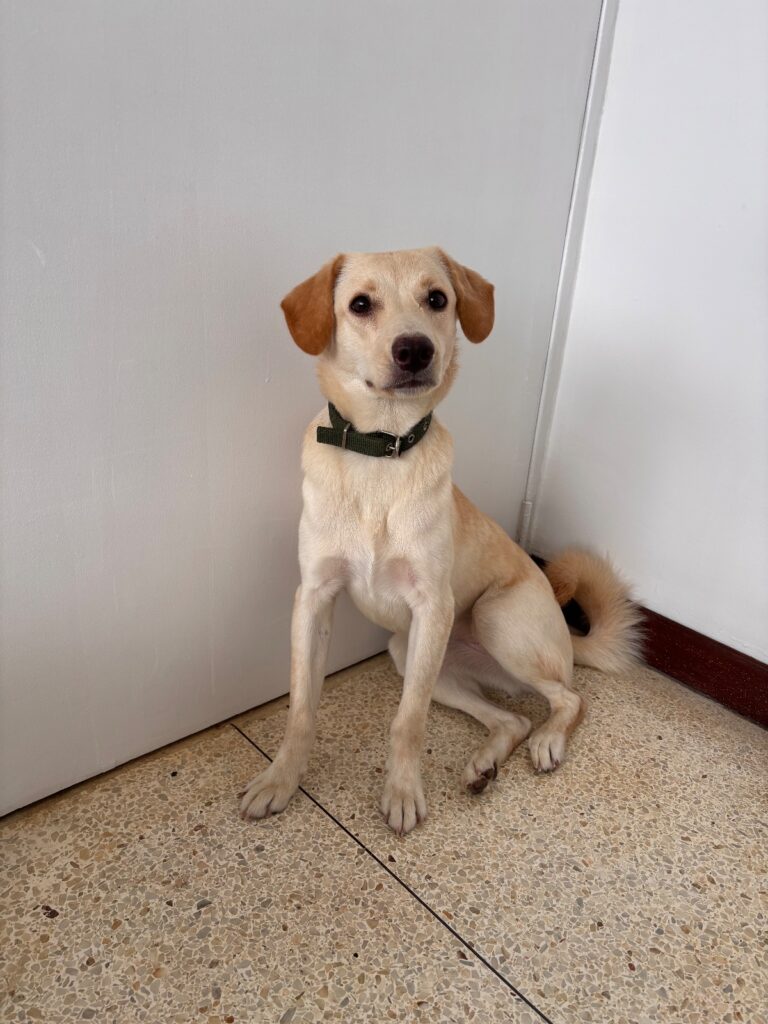 Perro encontrado