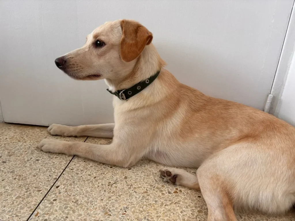 Perro encontrado