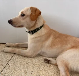 Perro encontrado en La Guaira