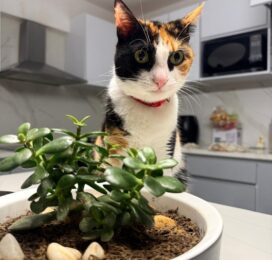 Gato perdido en La Guaira