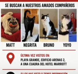 Gato perdido en La Guaira