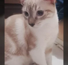 Gato perdido en La Guaira