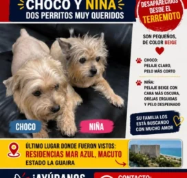 Perro perdido en La Guaira