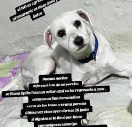 Perro Mestizo perdido en Distrito Capital
