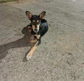 Perro Mestizo perdido en Miranda