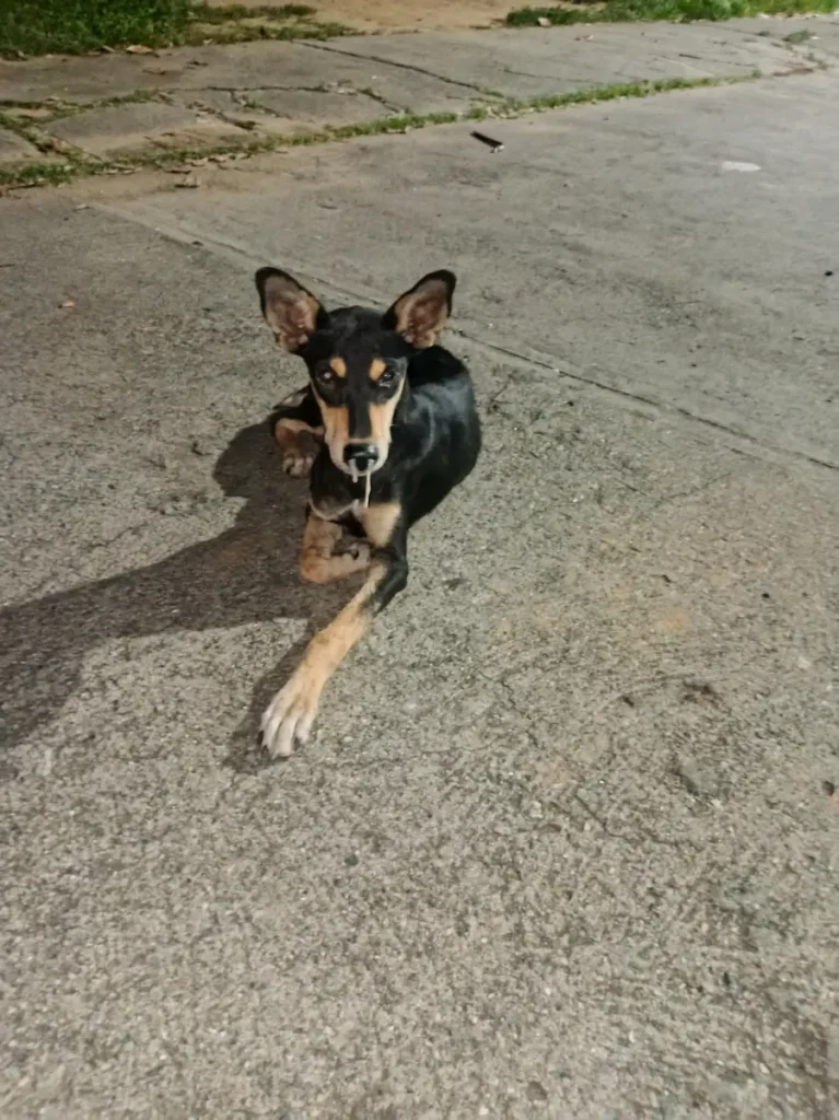 Perro perdido