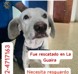 Perro perdido en La Guaira