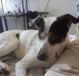 Perro perdido en La Guaira