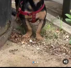 Perro perdido en Distrito Capital