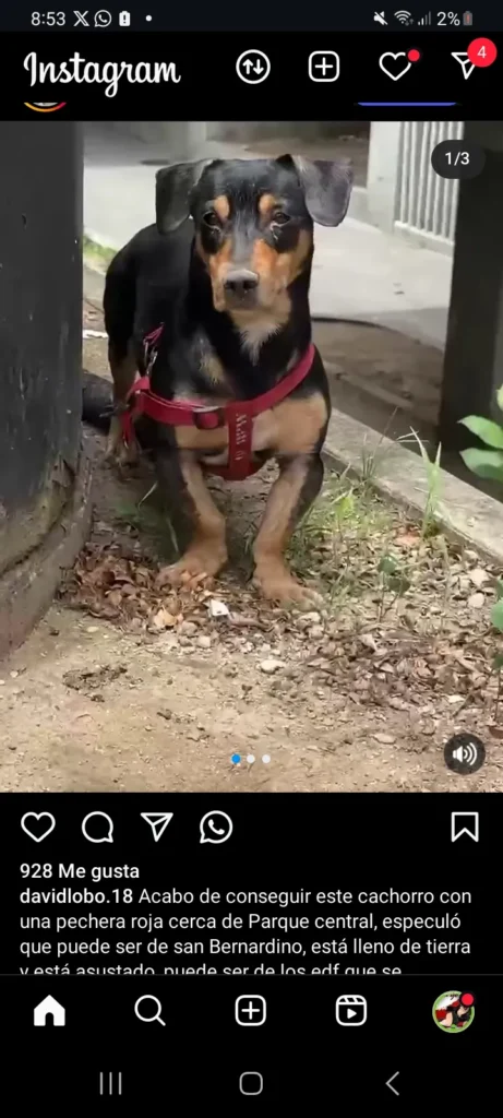 Perro perdido