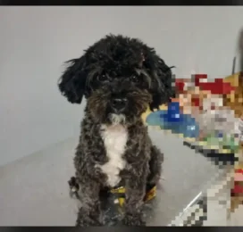 Perro Poodle (Caniche) perdido en La Guaira