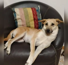 Perro perdido en Distrito Capital