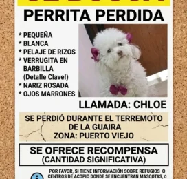 Perro Poodle (Caniche) perdido en La Guaira