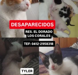 Perro perdido en La Guaira