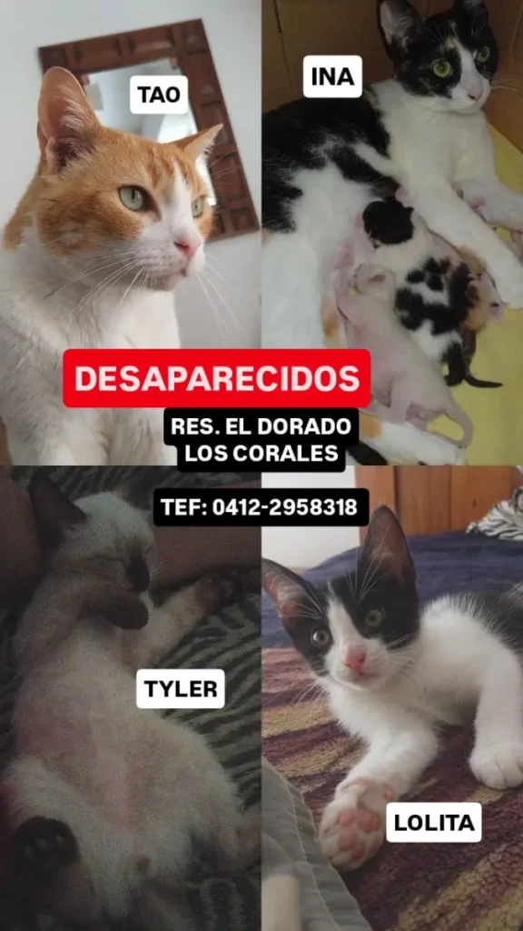 Tao, Ina, Tyler y Lolita
