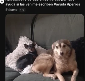 Perro perdido en La Guaira