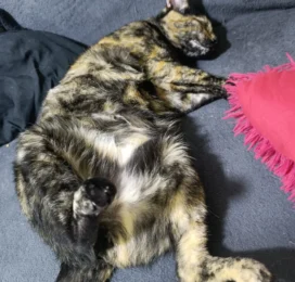 Gato perdido en La Guaira