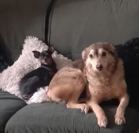 Perro perdido en La Guaira