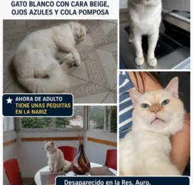 Perro perdido en La Guaira