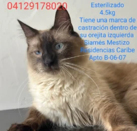 Gato Mestizo perdido