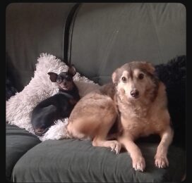 Perro perdido