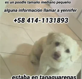 Perro perdido en La Guaira