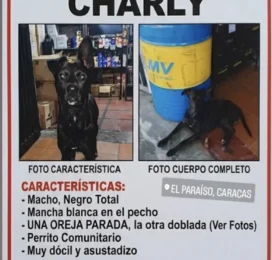 Perro perdido en Distrito Capital