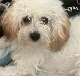 Perro perdido en La Guaira