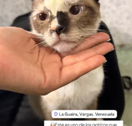 Perro encontrado