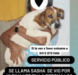 Perro perdido en Monagas