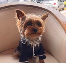 Perro perdido en Táchira