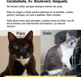 Perro perdido en La Guaira