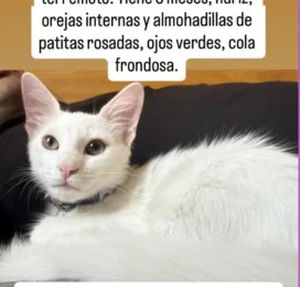 Perro Mestizo perdido en La Guaira
