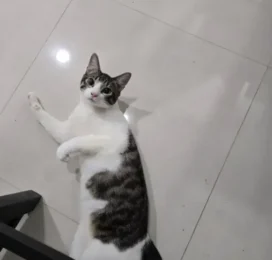 Gato Mestizo perdido en La Guaira