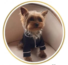 Perro Yorkshire Terrier perdido en Táchira